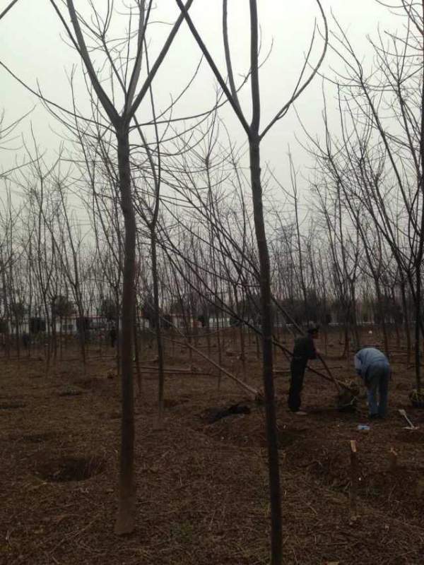 批發(fā)6公分7公分苦楝樹 批發(fā)6公分7公分苦楝樹