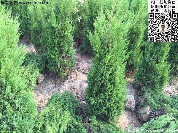 高度50公分60公分70公分蜀檜大量批發(fā)供應(yīng) 高度50公分60公分70公分蜀檜大量批發(fā)供應(yīng)