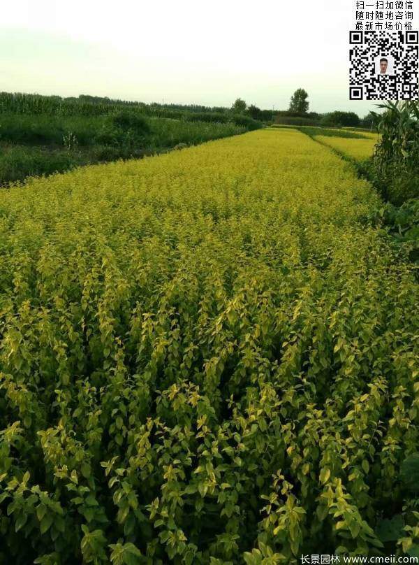 高度30公分40公分50公分金葉女貞苗苗圃現(xiàn)場圖片 高度30公分40公分50公分金葉女貞苗苗圃現(xiàn)場圖片