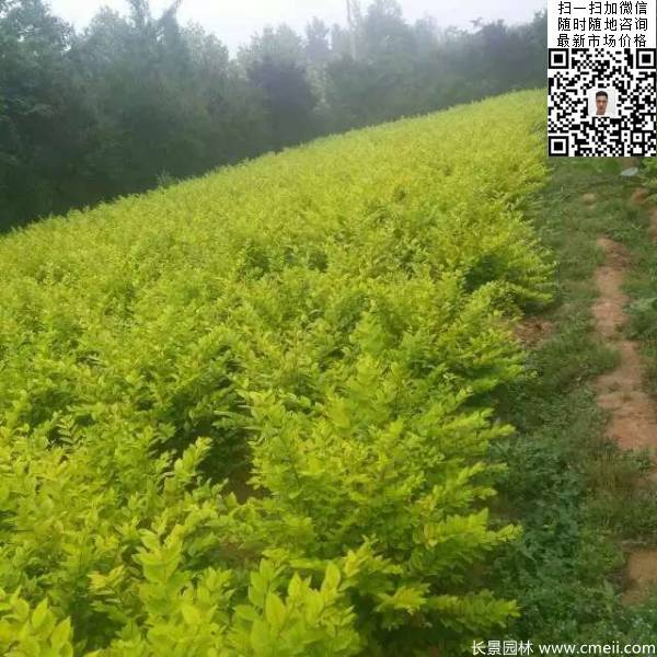 高度30公分40公分50公分金葉女貞苗苗圃現(xiàn)場圖片 高度30公分40公分50公分金葉女貞苗苗圃現(xiàn)場圖片