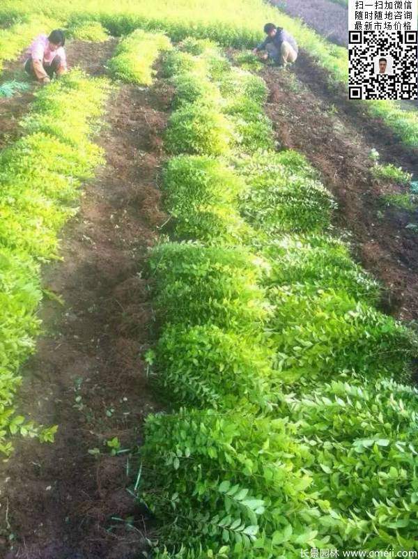 高度30公分40公分50公分金葉女貞苗苗圃現(xiàn)場圖片 高度30公分40公分50公分金葉女貞苗苗圃現(xiàn)場圖片