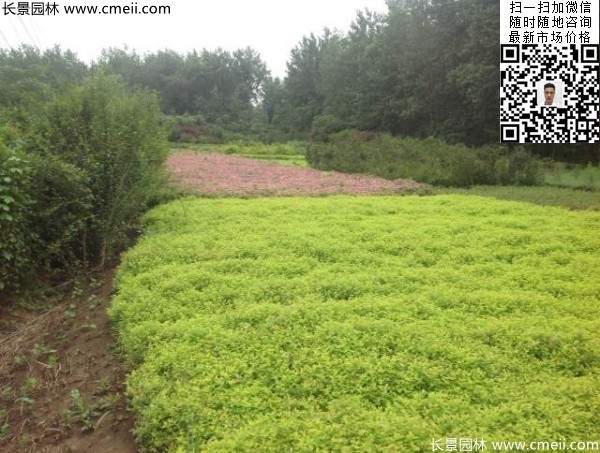 金山繡線菊?qǐng)D片