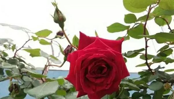 御用馬車(Etoile de Hollande，Climbing)