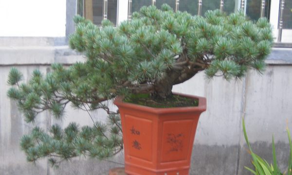 五針?biāo)稍煨?/> </p><p>
	五針?biāo)芍仓贻^矮，生長(zhǎng)緩慢，葉短枝密，姿態(tài)高雅，樹形優(yōu)美，是制作盆景的上乘樹種，制作出的五針?biāo)傻脑煨颓ё税賾B(tài)，觀賞性非常好。</p>
      </div>



      
    </article>
  </main>

</div>
<footer id=