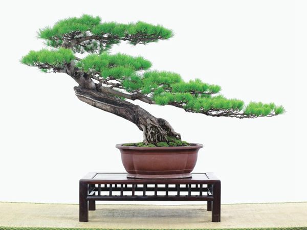 有著百變造型之王的五針?biāo)墒窃鯓訜挸傻?/><br/></div><p><strong>(1)取、審材</strong><br/>我國引種栽培五針?biāo)桑捎诮Y(jié)實少,且多發(fā)育不良,種粒<a href='http://www.yh-logistics.com.cn/huahaijianshe/138890.html' target='_blank'>發(fā)芽率</a>低,故多采用嫁接法繁殖。<br/>盆栽五針?biāo)?,是制作五針?biāo)膳杈暗闹饕牧?。它的根爪,可否顯露,樁干有無彎度,哪些地方突出好看,都要仔細(xì)審視一番。通過審材,找出好觀賞面。五針?biāo)捎^賞價值高低,在于姿色的奇妙與否。通過審材,進(jìn)行藝術(shù)取舍,決定部分根、枝、干、針葉的去留。<br/><strong>(2)上盆</strong><br/>①選盆:五針?biāo)勺藨B(tài)清秀古雅、翠葉蔥籠,宜用外型古雅,色澤深沉的紫砂陶盆。懸崖式用中深圓形盆或正方盆;斜干式、直干式則用長方形盆或橢圓盆;曲干式用稍深的馬槽盆;合栽式用較淺長方形盆,其大小可視樹形而選定。<br/>②用土:栽植五針?biāo)傻呐柰烈擞觅|(zhì)地疏松、肥沃的微酸性土,按輕壤60%,砂土3o%a與腐殖土to%的比例以及腐熟餅肥1份混合使用,PH值5-6最宜。<br/>③栽植:五針?biāo)缮吓柙灾惨源杭拘氯~吐芽前3月左右最好,也可在秋季新枝成長后8月中旬至9月進(jìn)行。上盆前修剪傷根、爛根,剪短粗根,在剪口上涂蠟,以防松脂外流。栽時盆土要稍干,盆底墊一層碎瓦片及粗砂之類,以利排水透氣。<br/>④造型與布局:五針?biāo)芍l自然形成層片,層次分明,線條清晰;生長緩慢,枝干上無不定芽萌發(fā),因此不耐修剪。粗枝不易屈曲,蟠扎造型必須從幼齡樹開始,五針?biāo)稍煨蛻?yīng)以吊扎為主,結(jié)合修剪,作為基本方法。<br/>制作五針?biāo)膳杈?,和其它?盆栽五針?biāo)?,是制作五針?biāo)膳杈暗闹饕牧稀K母?,可否顯露,樁干有無彎度,哪些地方突出好看,都要仔細(xì)審視一番。通過審材,找出好觀賞面。五針?biāo)捎^賞價值高低,在于姿色的奇妙與否。通過審材,進(jìn)行藝術(shù)取舍,決定部分根、枝、干、針葉的去留。<br/><br/><strong>制作五針?biāo)膳杈埃推渌杈耙粯?,要注重盆面的布局,要講究自然,給人以舒適的美感。</strong><br/>盆面布局,應(yīng)有疏有密,或“疏能走馬”,或“密不通風(fēng)”。要突出主體,在一盆中,合栽幾株五針?biāo)?,要突出主體,其余則為烘托與陪襯。<br/>盆面布局,要講究層次,這在盆中表現(xiàn)為粗細(xì)、大小的對比。細(xì)到一枝一根上下功夫,使之形象生動,景中有景。樹樁的枝干、針片,各占盆面多少位置,樹、石、亭、橋、屋宇、人物小品等配件的大小,要精心安排,恰到好處,突出盆景主題??傊浞诌\(yùn)用藝術(shù)造型和造景手法以提高盆景的整體藝術(shù)美。<br/><br/></p><div align=