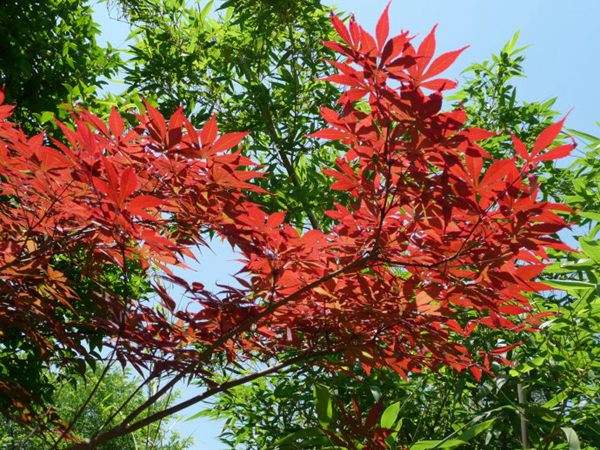 紅楓作衫，白楊為裙，美的傾國(guó)傾城！