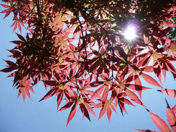 紅楓作衫，白楊為裙，美的傾國(guó)傾城！