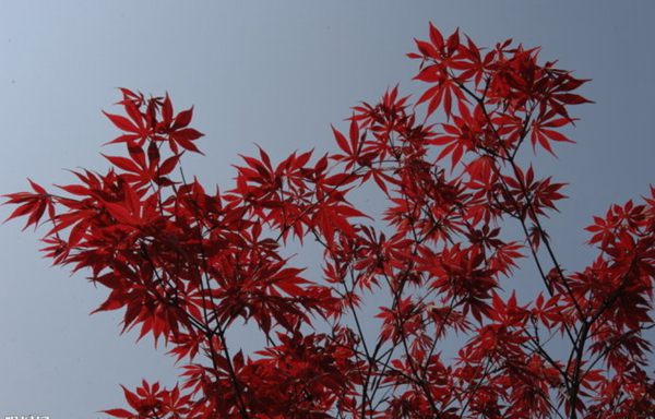 紅楓作衫，白楊為裙，美的傾國(guó)傾城！