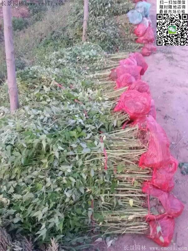 馬蘭棣棠裝車圖 馬蘭棣棠裝車圖