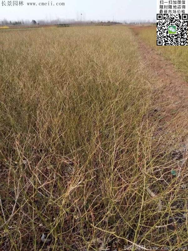 馬蘭棣棠--長景園林 馬蘭棣棠--長景園林