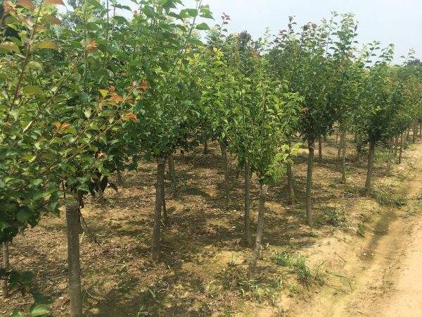 高端、大氣、上檔次的紅梅