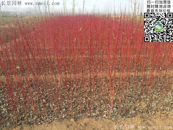 紅瑞木苗 紅瑞木苗