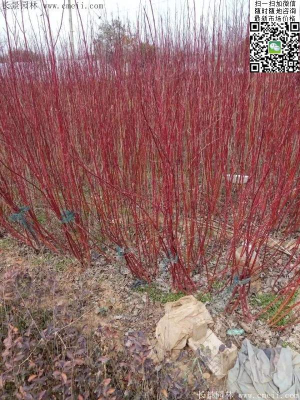 紅瑞木 紅瑞木