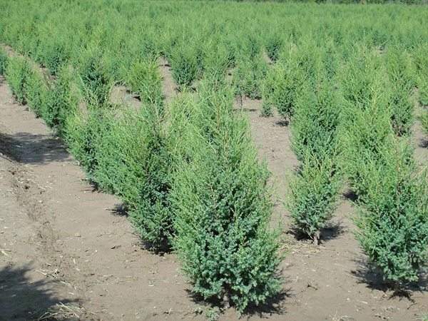 優(yōu)質刺柏苗