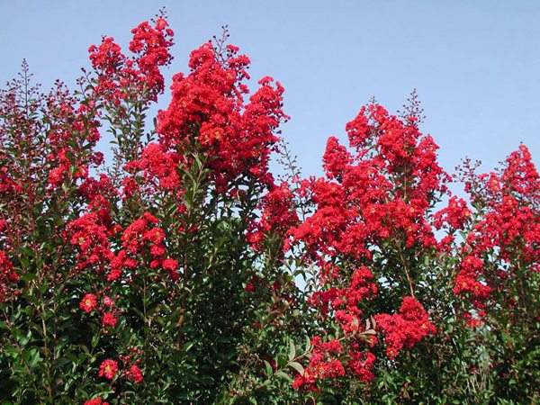 專家告訴你,市場上紫薇花樹價(jià)格是多少?