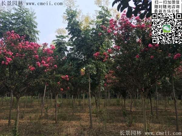 專家告訴你,市場上紫薇花樹價(jià)格是多少?