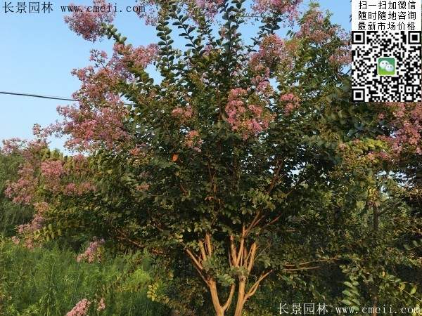 專家告訴你,市場上紫薇花樹價(jià)格是多少?