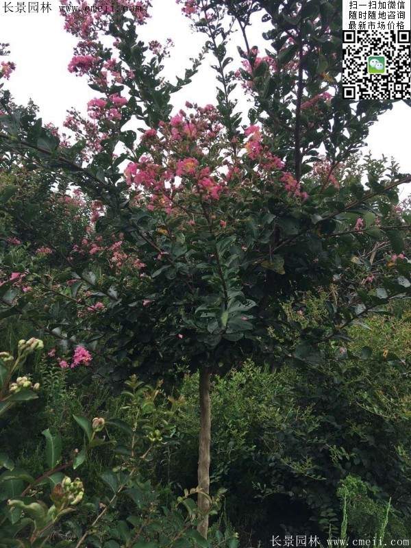 專家告訴你,市場上紫薇花樹價(jià)格是多少?