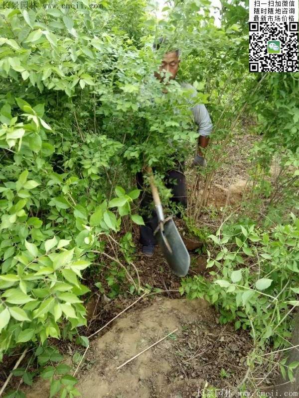 金銀木基地 金銀木基地