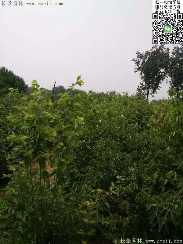 金銀木小苗 金銀木小苗