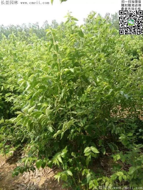 金銀木小苗 金銀木小苗