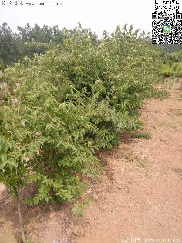 2016年金銀木的市場行情 2016年金銀木的市場行情