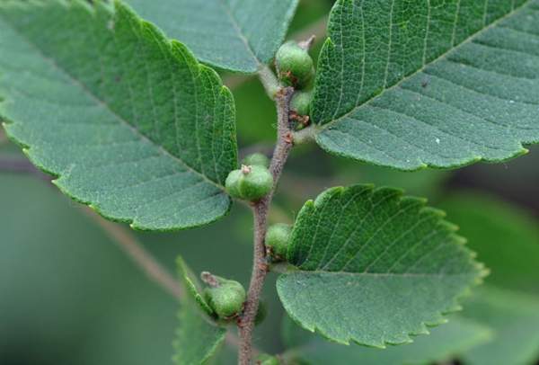 櫸樹(shù)果實(shí)