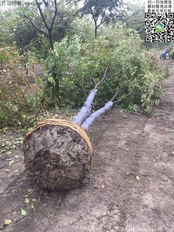 三棵櫸樹(shù)的故事