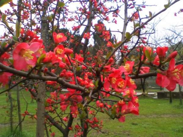 想要貼梗海棠花開得好，修剪養(yǎng)護(hù)很重要