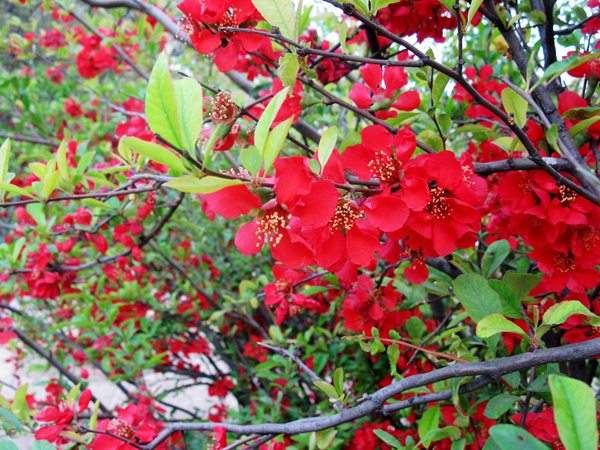 想要貼梗海棠花開得好，修剪養(yǎng)護(hù)很重要