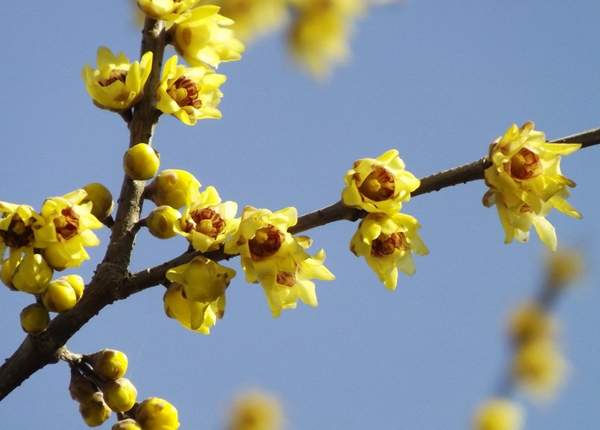 沭陽(yáng)臘梅樹(shù)