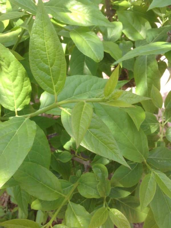 沭陽(yáng)臘梅樹(shù)