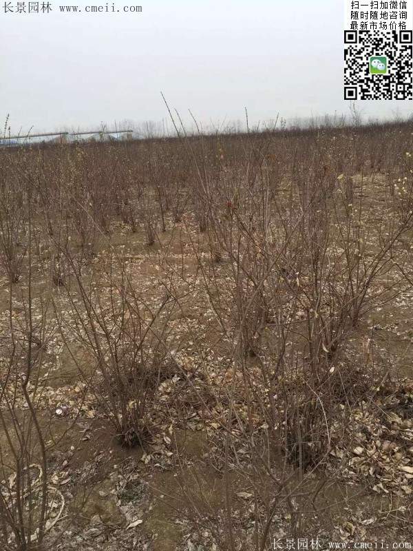 沭陽(yáng)臘梅樹(shù)