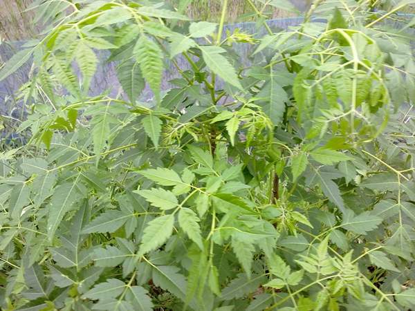 苦楝苗，苦楝樹