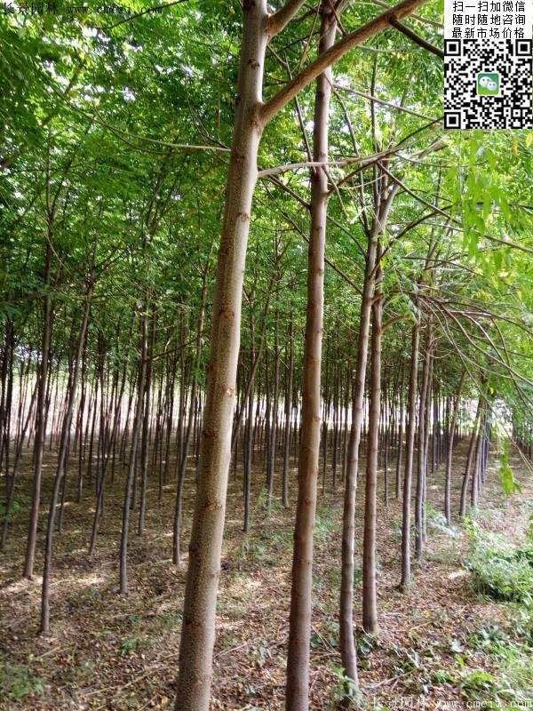 苦楝苗，苦楝樹