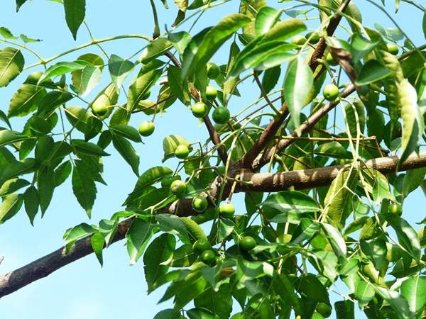 10月苦楝樹(shù) 10月苦楝樹(shù)