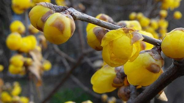 冬季臘梅 冬季臘梅