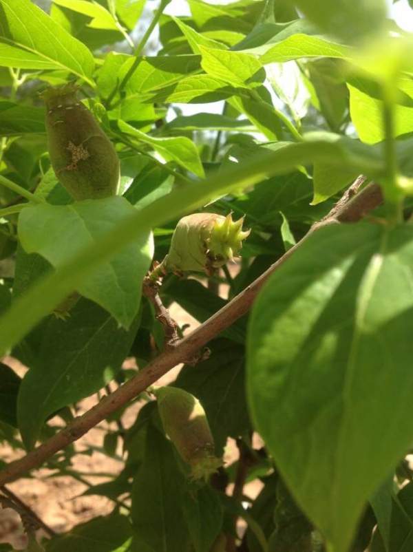 華東臘梅樹批發(fā) 華東臘梅樹批發(fā)