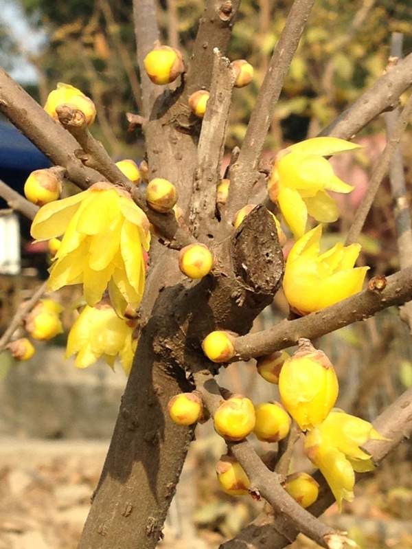 臘梅樹市場(chǎng) 臘梅樹市場(chǎng)