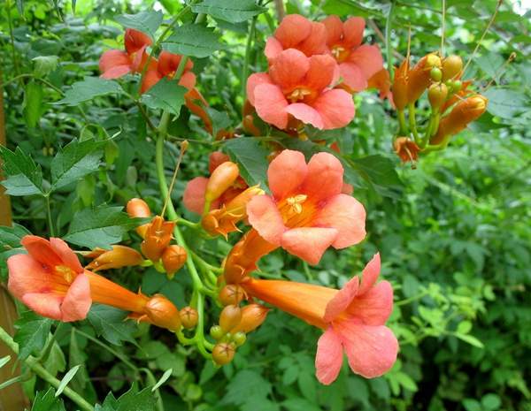 沭陽凌霄 沭陽凌霄