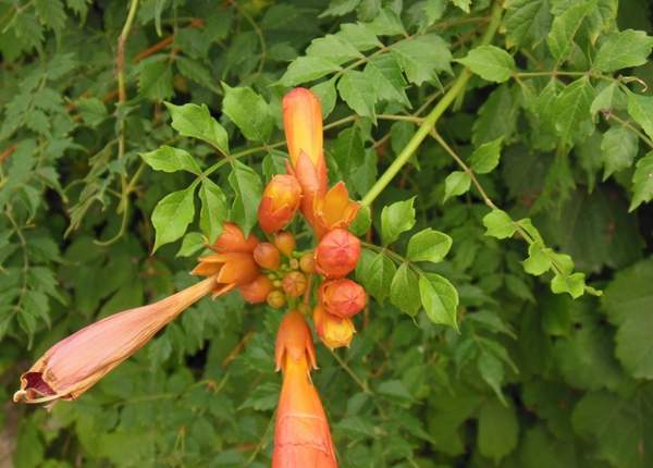 沭陽凌霄 沭陽凌霄