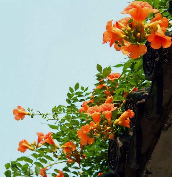 沭陽的凌霄花 沭陽的凌霄花