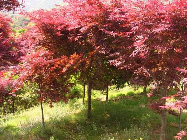 四季紅楓