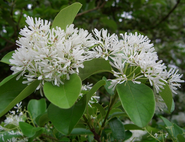 沭陽流蘇樹 沭陽流蘇樹