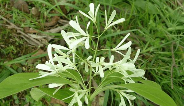 流蘇樹(shù) 流蘇樹(shù)