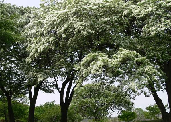 沭陽流蘇樹的價格 沭陽流蘇樹的價格