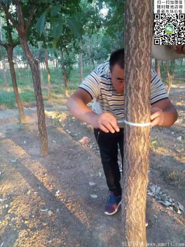 流蘇樹照片 流蘇樹照片