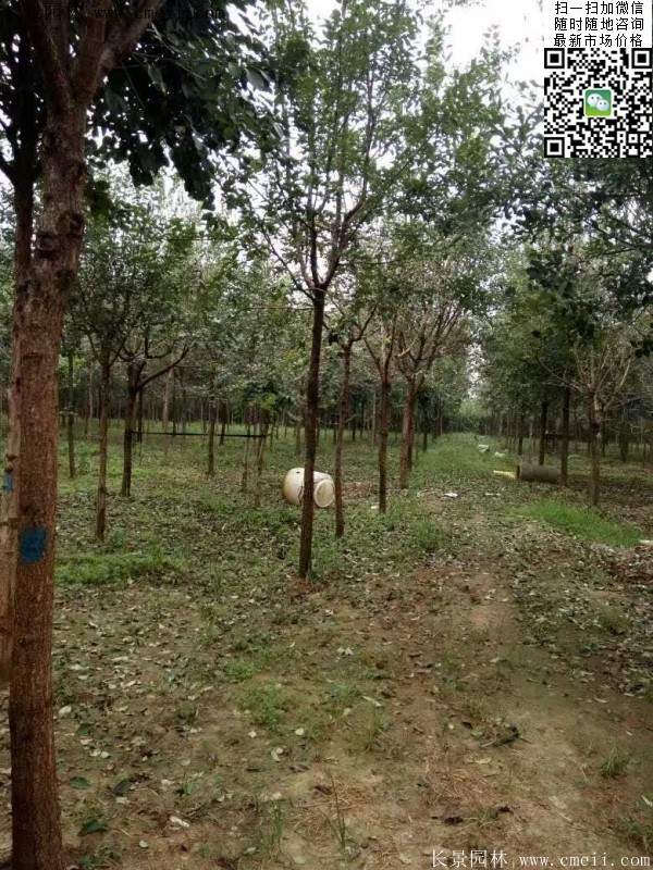 流蘇樹照片 流蘇樹照片