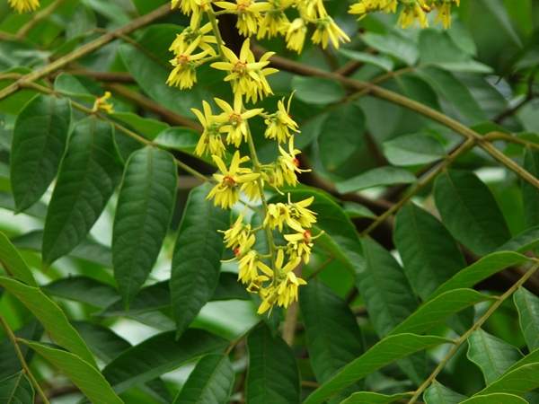 欒樹規(guī)格 欒樹規(guī)格