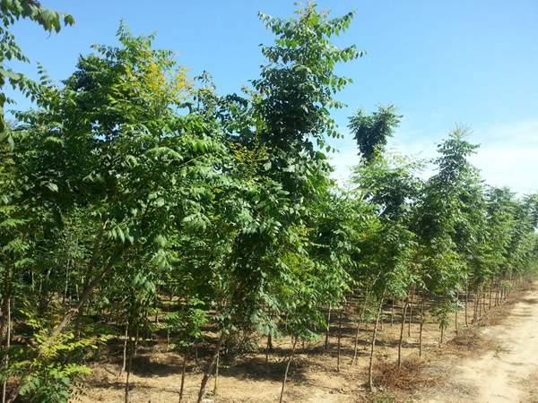 欒樹規(guī)格 欒樹規(guī)格